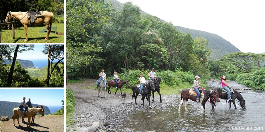 Waipio Ridge Stables