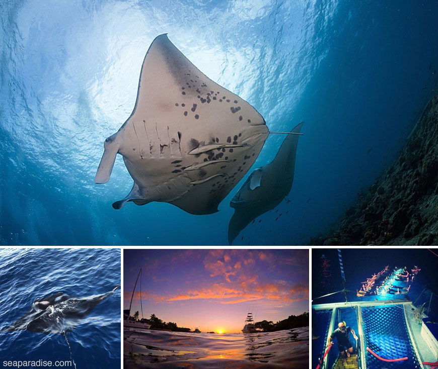 Manta Ray Night Snorkeling