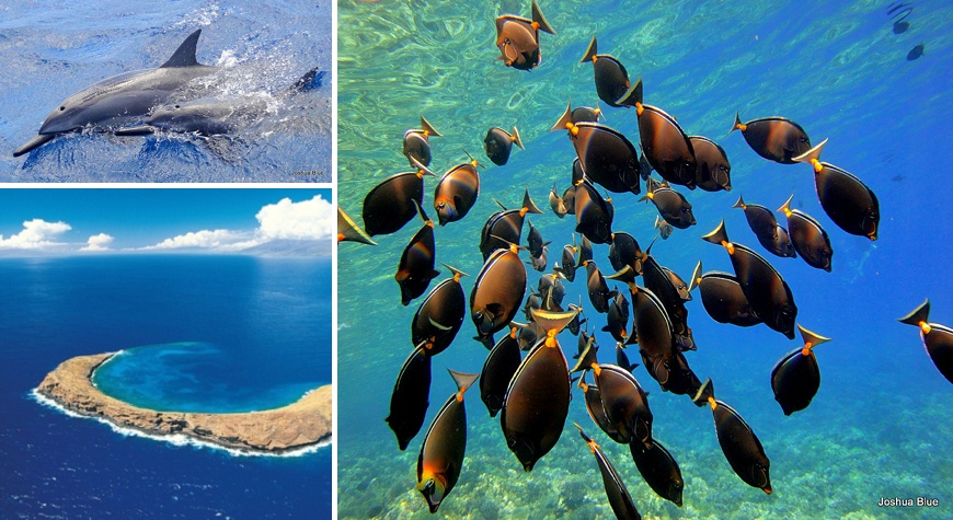 Snorkel Molokini Catamaran – Mahana Naia