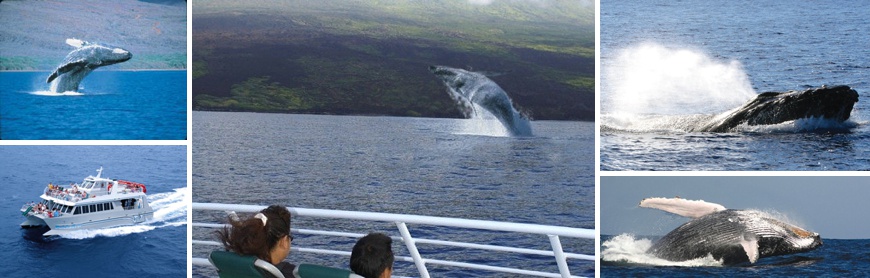 Quicksilver Whalewatch