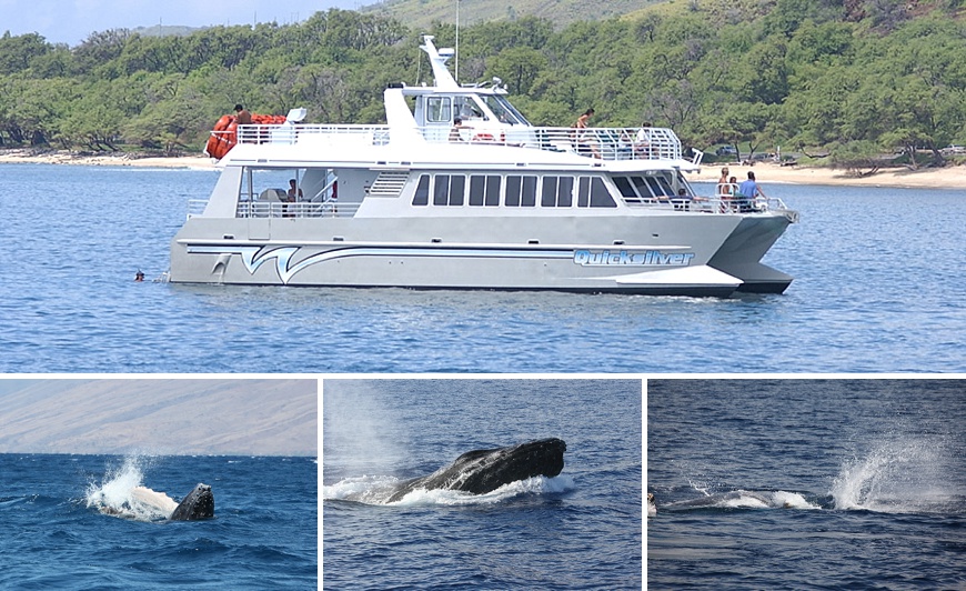 AM Quicksilver Whale Watching Tour
