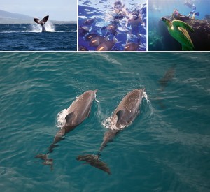 Kauai Whale Watching