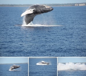 Kauai Sea Quest Boat Tours