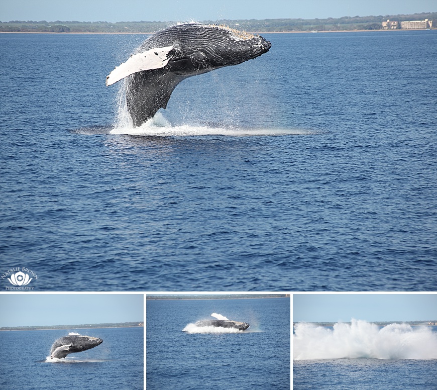 Kauai Sea Quest Boat Tours