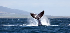 Whale Watching in Hawaii