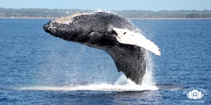 whale breaching, natalie brown photography